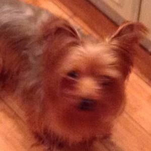 Meet your Posher, Max